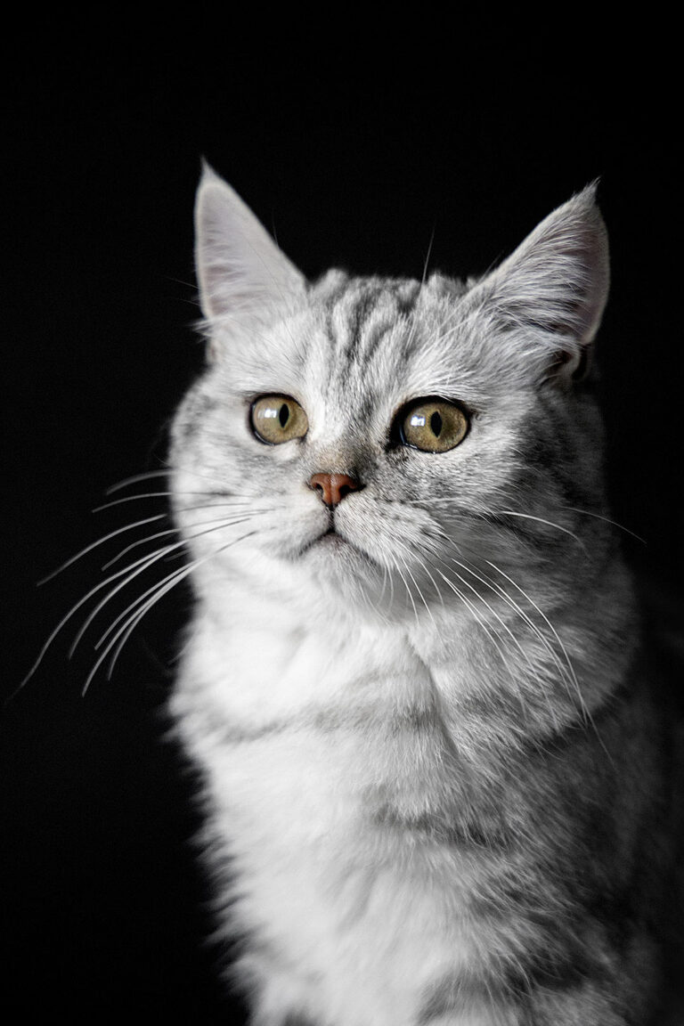 Фотосъемка кота Персика